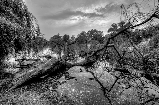 A dead tree lies in a pond in the Ostpark in Frankfurt am Main