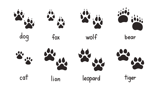 Animal paw prints set, different animals footprints collection. Dog fox wolf bear cat lion leopard tiger vector illustration