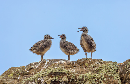 Trio of fledglings atop rock