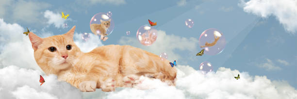istock Contemporary art collage. Cute cat lying on fluffy clouds with other cat flying in bubble around. Heaven 1569833177