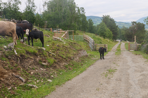 Cows on the Olavsweg here through the Gudbrandsdal near Otta in Norway. Gudbrandsdalsleden is the pilgrimage route from Oslo to Trondheim. The path leads mostly lonely through forest and meadows