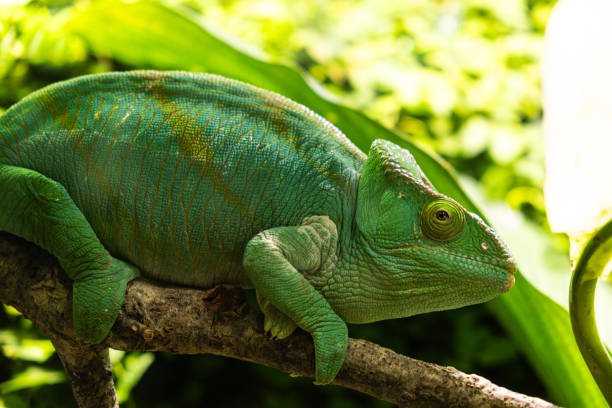 istock Green chameleon sitting on a branch in the forest, close-up. 1569838024