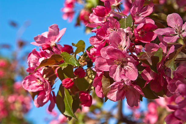 マグノリアの花のクローズアップの公園 - tree magnolia vibrant color close up ストックフォトと画像