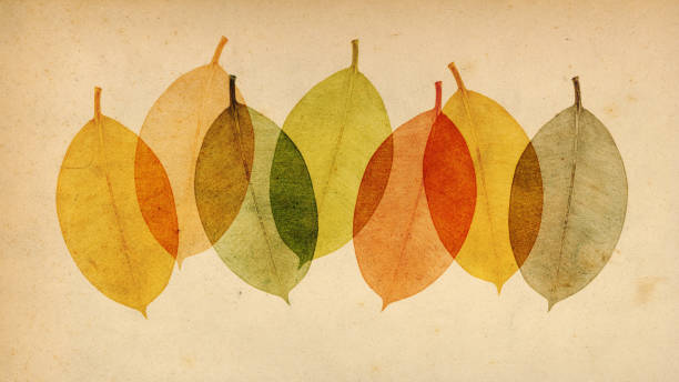 Colorful leaves vintage botanical collage stock photo