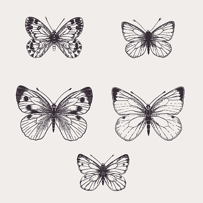 Set with white butterflies. Winged insects on a white background. Vector drawing. Black and white.
