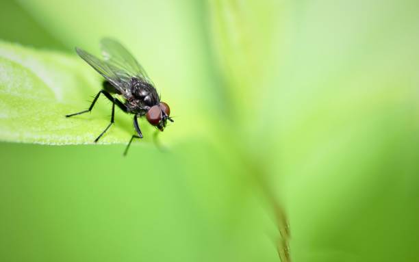 a fly on a leaf with green background and pink accents