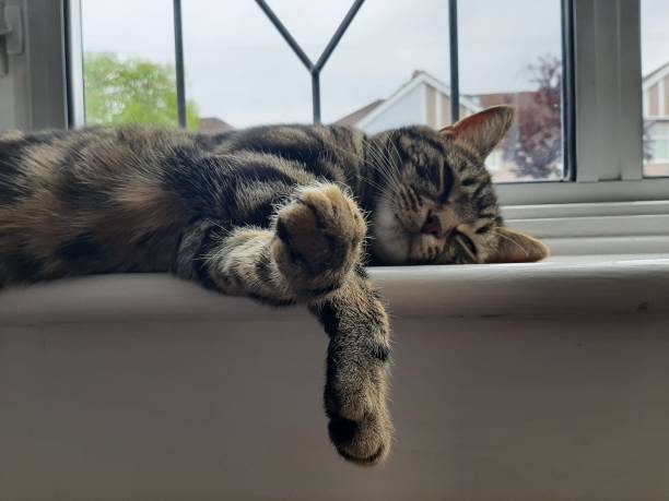 Free Stock Photo of Tabby Cat and Window | Download Free Images and ...