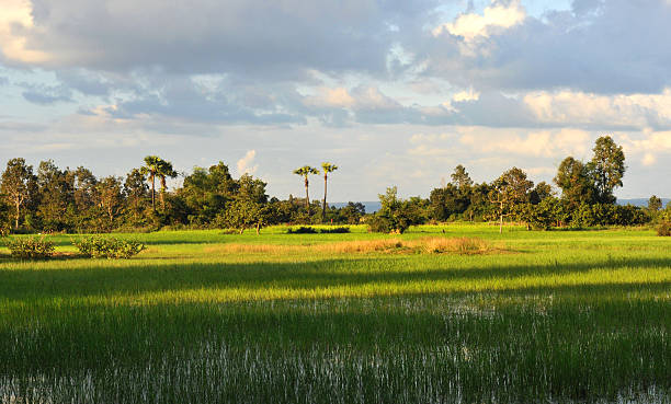 cambodian countryside stock photo
