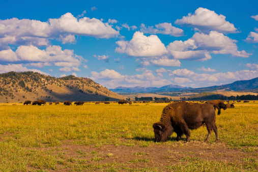 @ Grand Teton / Yellowstone National Park