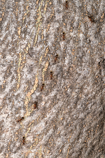 Ants walk on bark