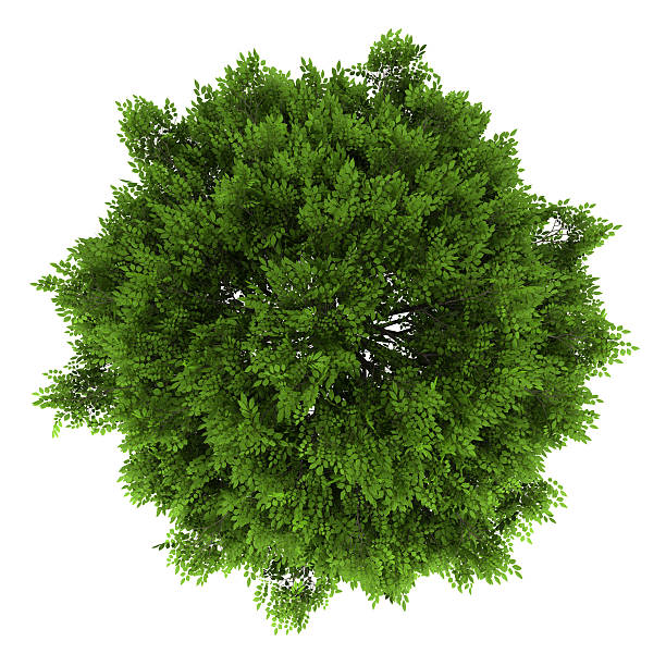 istock top view of european ash tree isolated on white background 156987346