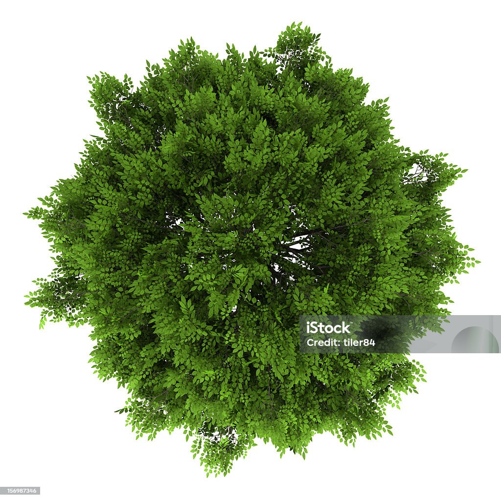 top view of european ash tree isolated on white background Ash Tree Stock Photo