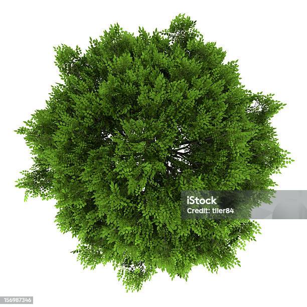 Top View Of European Ash Tree Isolated On White Background Stock Photo - Download Image Now