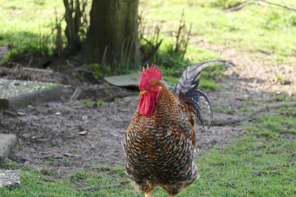 istock Chickens look fascinated 1569875707