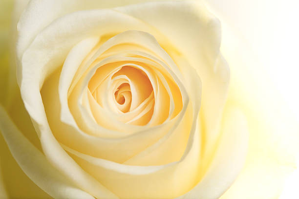 Pastel Rose stock photo