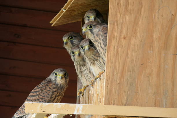 istock Falcon sitting in bird nest 1569880284