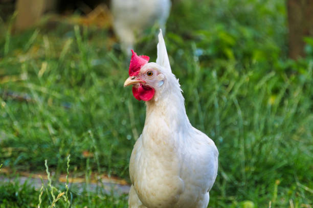istock Chickens look fascinated 1569880813