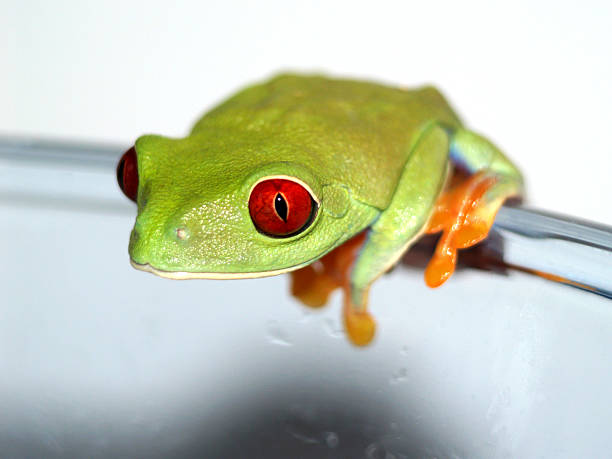 istock red-eyed tree frog, Agalychnis callidryas 156988086