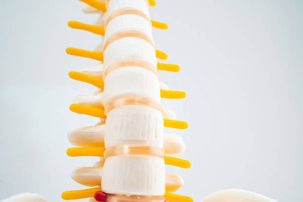 glass spine on white background. 3d render