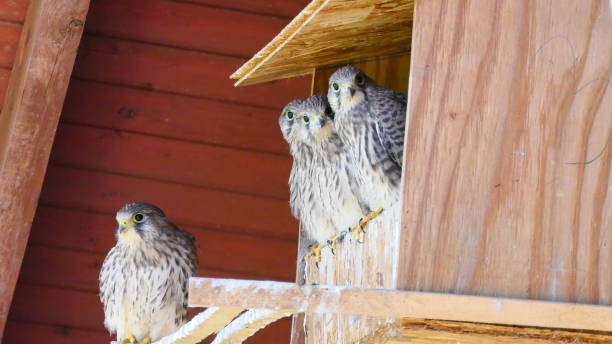 istock Falcon sitting in bird nest 1569885207