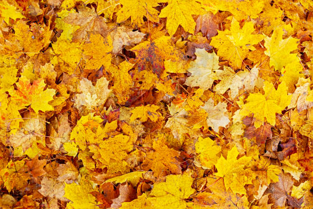 istock Seamless autumn leaves background 1569886273