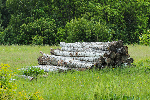 Sawn birch logs are stacked in a forest clearing