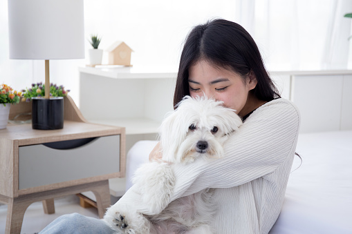 Beautiful young asian woman sitting carrying with fluffy dog shih tzu with love in bedroom at home, friends pet with companion, woman kiss and hug with animal for relax, female and friendly of puppy.