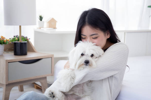 Beautiful young asian woman sitting carrying with fluffy dog shih tzu with love in bedroom at home, friends pet with companion, woman kiss and hug with animal for relax, female and friendly of puppy. stock photo