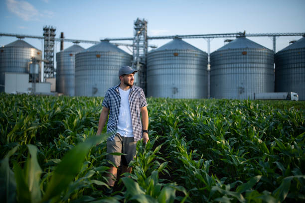 istock Farmer enjoying the growth of his corn crops. 1569903619
