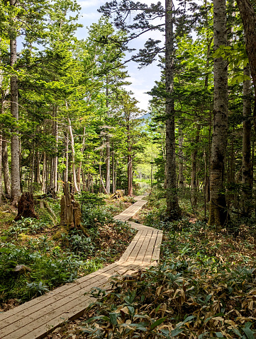 A wooden pathway extends through the dense forest of Shiretoko National Park. Spring morning in the Shiretoko Peninsula in eastern Hokkaido Prefecture.