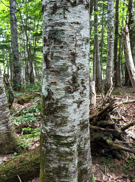 istock Tree with Bear Claw Marks in Shiretoko, Japan 1569904696