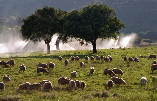 analogue photo of a grazing flock of sheep and an irrigated field