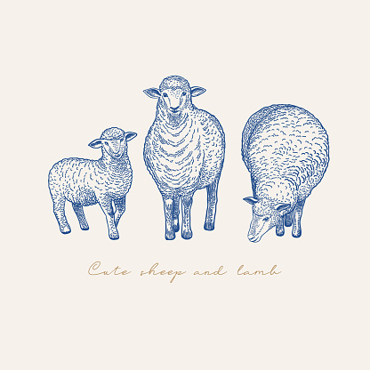 Card with three sheep. Vintage vector illustration of animals. Blue.