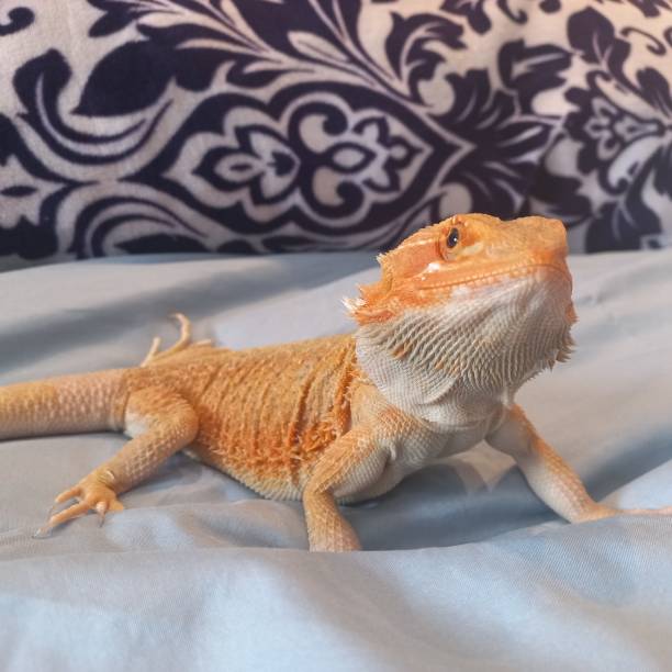 istock Bearded dragon orange close up 1569907361