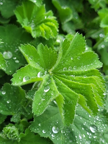 Close-up of raindtops on the leaf of an Alchemilla Mollis (Lady\