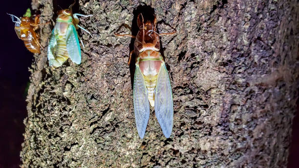 istock Emergence of cicadas 1569919152