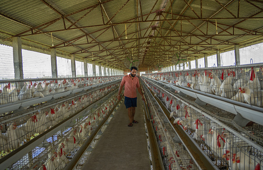Mid adult Indian farmer adding pastures for chickens in coops lined up in factory at poultry farm