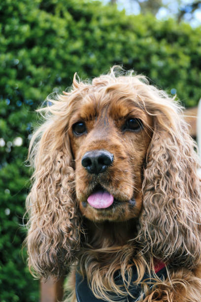 istock Dog in nature 1569926074