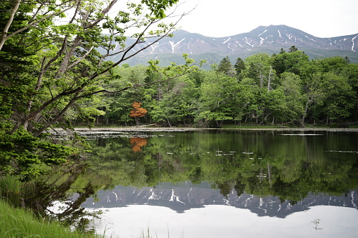 Lake Sanko, or Third Lake, reflects the lush foliage of a dense forest and the snow of the Shiretoko Mountains. Spring afternoon in northeastern Japan.