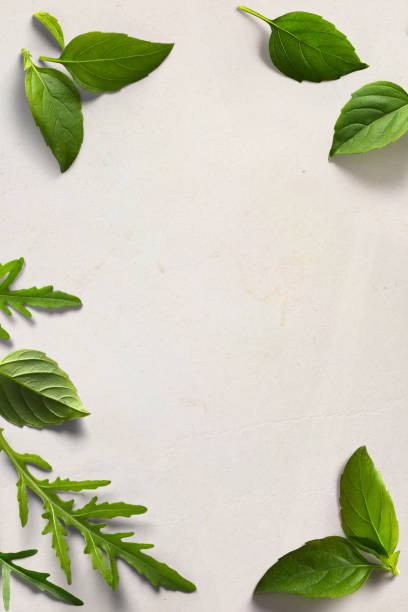 istock Art italian cooking background; old parchment with fresh leaves Basil and arugula 1569928224