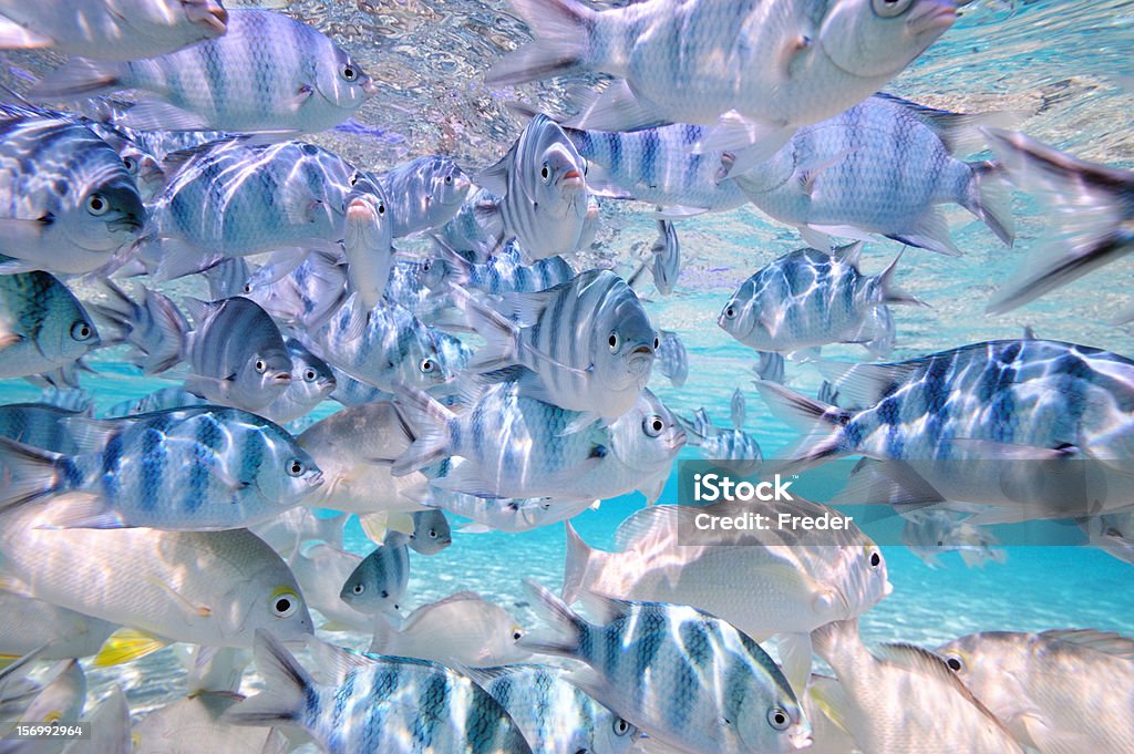 熱帯の魚の透き通った水 - クック諸島のロイヤリティフリーストックフォト