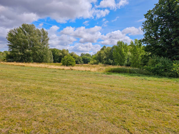 istock A grassy field with trees in the background under the blue sky 1569941430