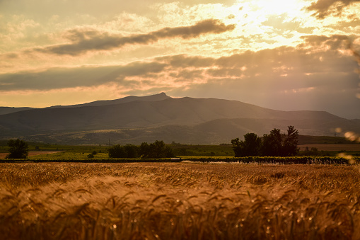 Burley field before harvest in summer with mountain behind in landscape in Macedonia, Tikves region