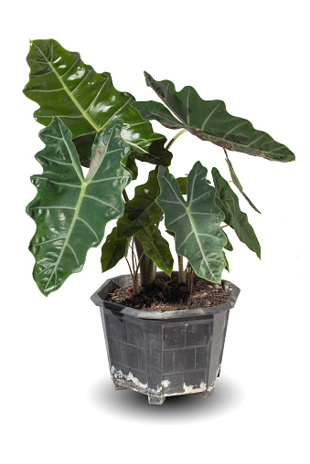 Bonsai Tree, Plant, Tree, Weeping Fig, Fig Tree