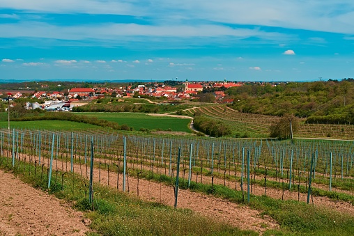 A rural scene featuring an unpaved road lined with a wooden fence, with a vast field of crops stretching to the horizon