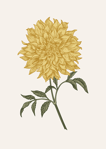 Vintage card with dahlia flower. Vector botanical illustration.