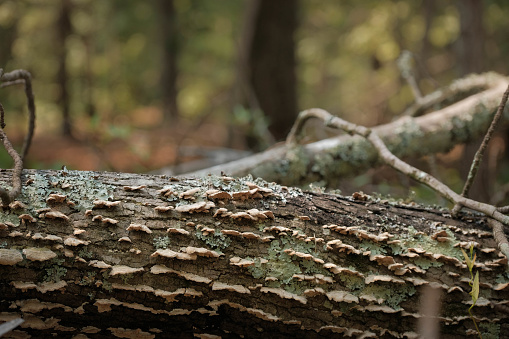 Shelf fungi and lichen colonize fallen tree trunk in the forest