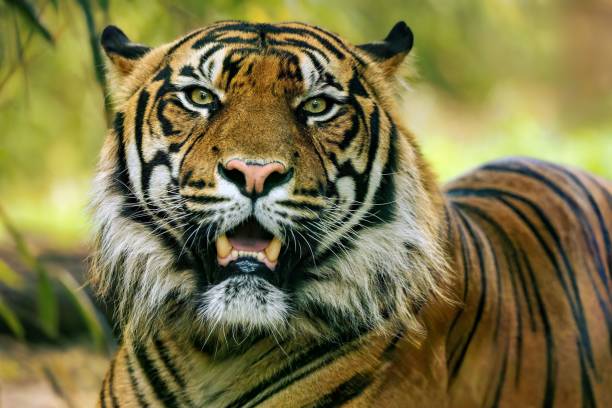 istock a tiger is sitting in the grass with his mouth open 1569951836