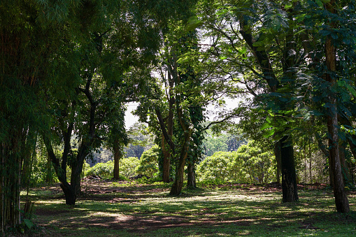 In this photo work, a refreshing natural atmosphere is exuded through the view of the shady trees. The dense foliage creates a soothing layer of shadows, offering natural shade. This portrait shows the enchanting beauty of nature, showing the harmony between humans and the surrounding environment.