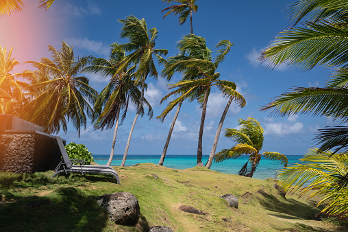 Caribbean coast with palm tree on blue sea and sky background